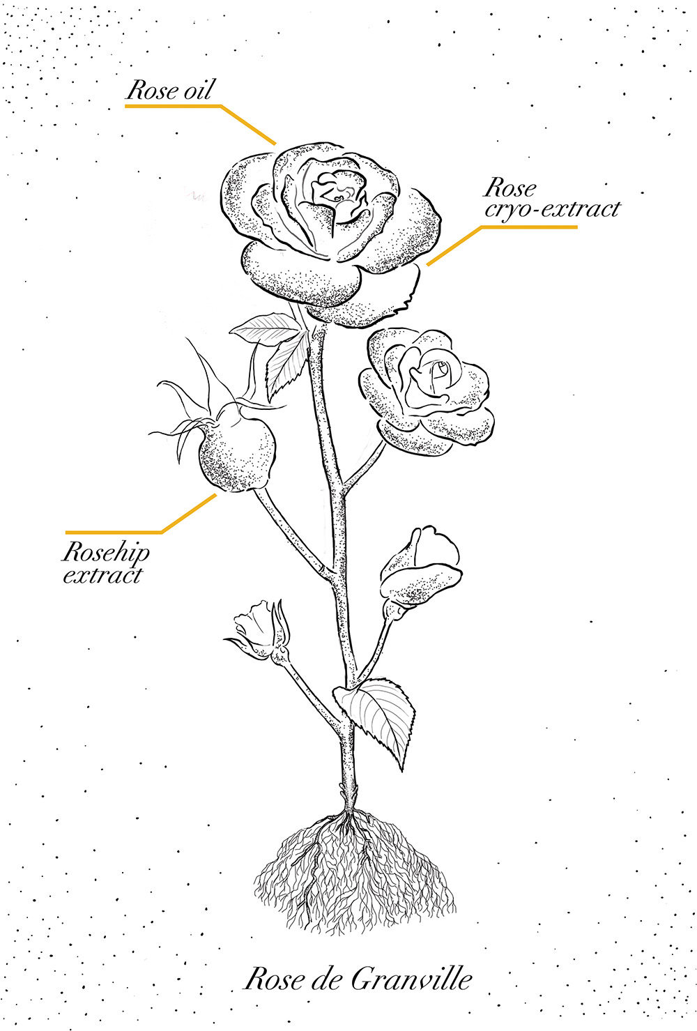 Création d’illustrations et maquette magazine pour Dior